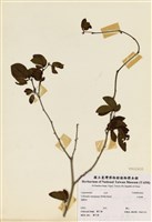 藏品(紅粉撲)的圖片